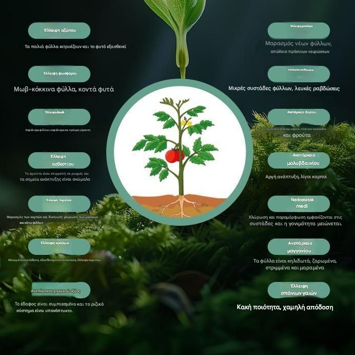 🥔🌱 【🔹 10 συσκευασίες για 22€】Διαλυτό φυλλώδες λίπασμα "Miracle Potato" | Κατάλληλο για πατάτες, φιστίκια, γλυκοπατάτες, ραπανάκια, taro και κρεμμύδια - προάγει την ανάπτυξη των ριζών και αυξάνει την απόδοση