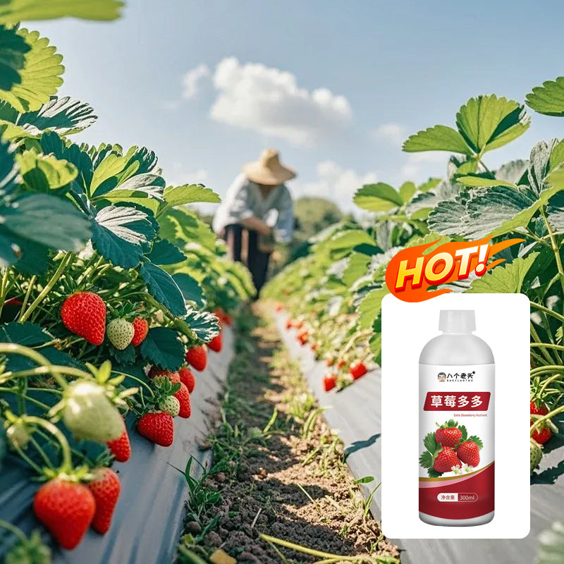 🍅🍎🍓🍓 Το διάλυμα θρεπτικών συστατικών για τα φυτά προάγει την αύξηση των καρπών, αυξάνει τη γλυκύτητα και βελτιώνει την απόδοση.