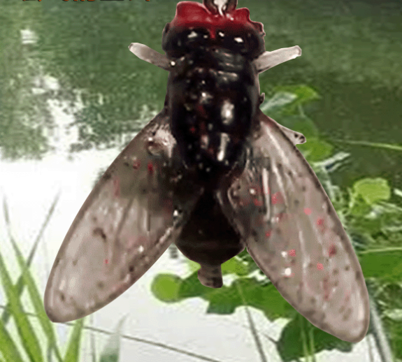 🔥【Αγοράστε 20 και πάρτε 20 δωρεάν】Bionic Fly Bait (20/40 τεμάχια ανά συσκευασία)